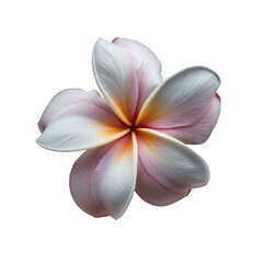 Closeup of pink and white frangipani flower on transparent background