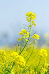 Obraz premium 青空に向かって咲く菜の花 