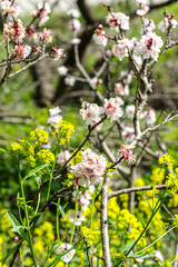 咲き始めた白い桜
