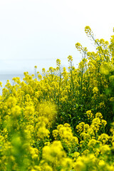 青空に向かって咲く菜の花
