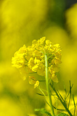 Obraz premium クローズアップした菜の花 