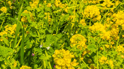 青空に向かって咲く菜の花
