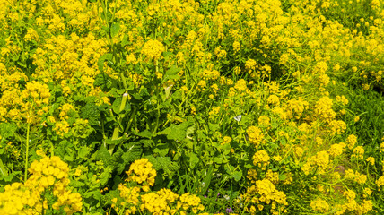 青空に向かって咲く菜の花
