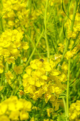 青空に向かって咲く菜の花
