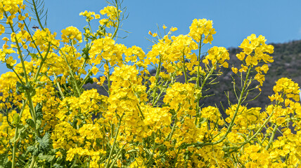 青空に向かって咲く菜の花
