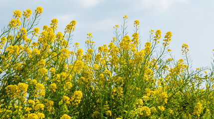 Fototapeta premium 青空に向かって咲く菜の花 