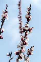 咲き始めた白い桜
