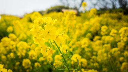 青空に向かって咲く菜の花
