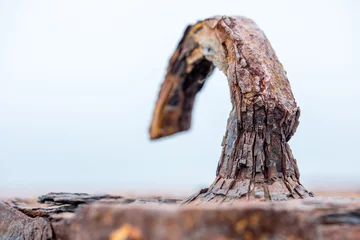 Fotobehang Natural Rustic Hook in Carolina Beach © Art Sublimina