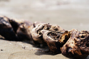 beautiful driftwood processed by the ocean for many years. Closeup