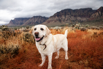 Frendly Labrador retriever dog standing at hiking trail in desert of Southern Nevada, USA