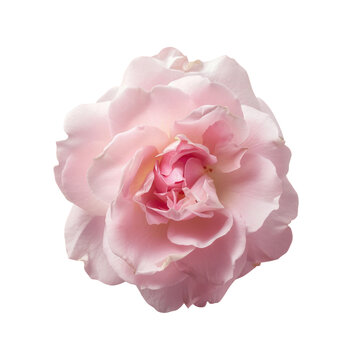 Closeup photo of a pink Rosa centifolia rose on transparent background