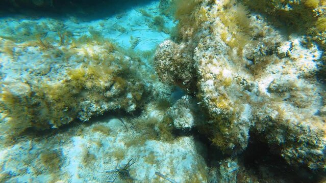 Underwater video of flock of marbled spinefoot fish swimming over rocks covered with seagrass beds of brown algae Padina pavonica (peacock's tail) and Cystoseira. Crete. Greece
