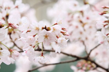 桜咲く（クローズアップ）