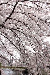 空を覆う川辺の満開の桜