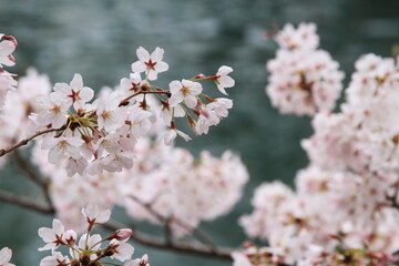 満開の桜の花が咲いています