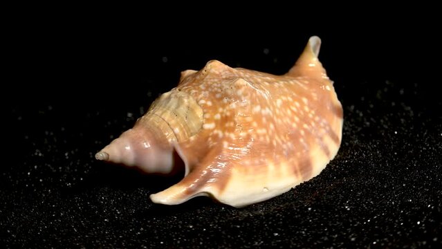 Strombidae Seashell on a black sand background HD