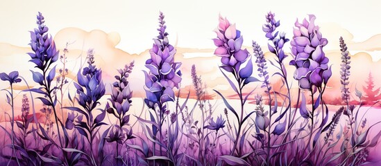 Fototapeta na wymiar Watercolor lavender flowers on white background.