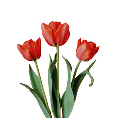 Three red tulips with green leaves in a creative painting on a transparent background