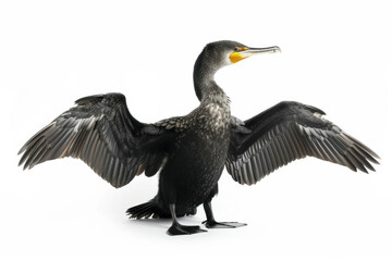 Obraz premium Cormorant Displaying Its Impressive Wingspan on a Clean White Background