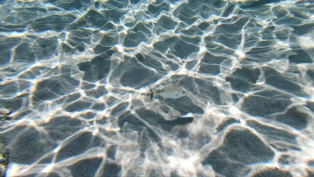 Underwater slow motion video of white seabream (Diplodus sargus) fish swimming at the shallow water over sea bottom in the sun waves. Crete, Greece.
