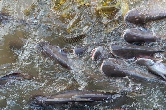 Crowd of many freshwater fish hungry such as catfish, snakehead fish, snake fish and other scramble for eat a food in river when feed