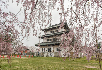 Fototapeta premium Landscape View Of Cherry Blossoms (Sakura) At Hirosaki Castle Park, Aomori, Japan