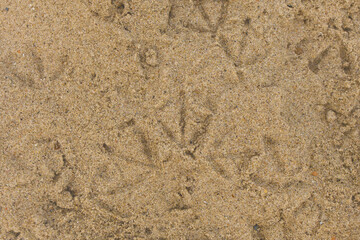 Seabird tracks seagulls on beach sand top view close-up footprints trail