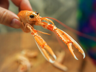 Close-up of a Human Hand Holding Norway lobster