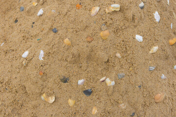 Seashells close-up marine sea object on beach sand close-up