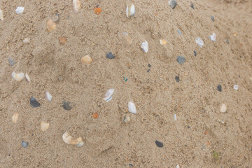 Seashells close-up marine sea object on beach sand close-up shells