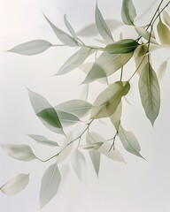 Fototapeta na wymiar Willow Leaf Plant Background