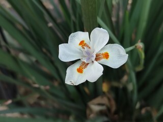 flor de orquídea blanca ,white orchid flower	