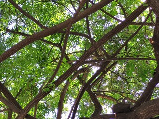 trees in the forest, árboles en el bosque
