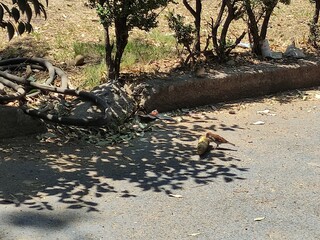 tree shadows, sombras de los árboles
