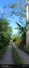 road in the forest