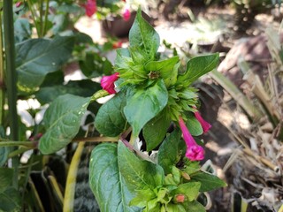 pink flowers in the garden, pink flowers in the garden

