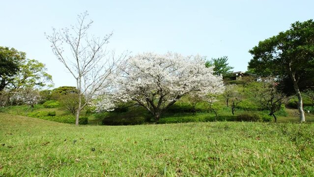 芝生から見るかわいい桜の自然風景
