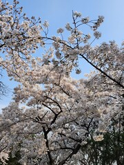 tree blossom