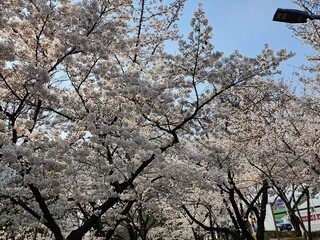 tree blossom