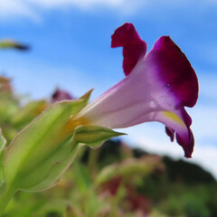 夏にトレニアが紫の花を咲かせています