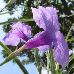 夏にヤナギバルイラソウが紫の花を咲かせています
