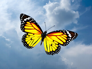 butterfly on sky
