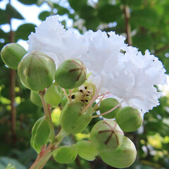 夏にサルスベリが白い花を咲かせています