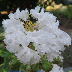 夏にサルスベリが白い花を咲かせています