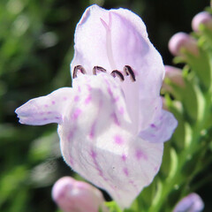夏にハナトラノオが紫の花を咲かせています