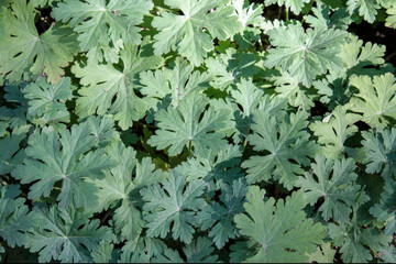 Floral texture of wild geranium leaves.  Ornamental plant in the garden.  Ground cover. Top view,...