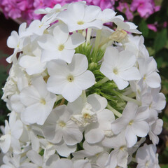 夏にフロックスが白い花を咲かせています