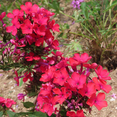 夏にフロックスが赤い花を咲かせています