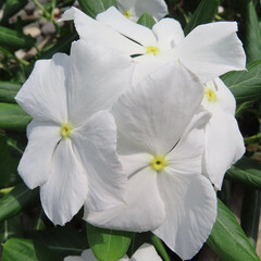 夏にニチニチソウが白い花を咲かせています